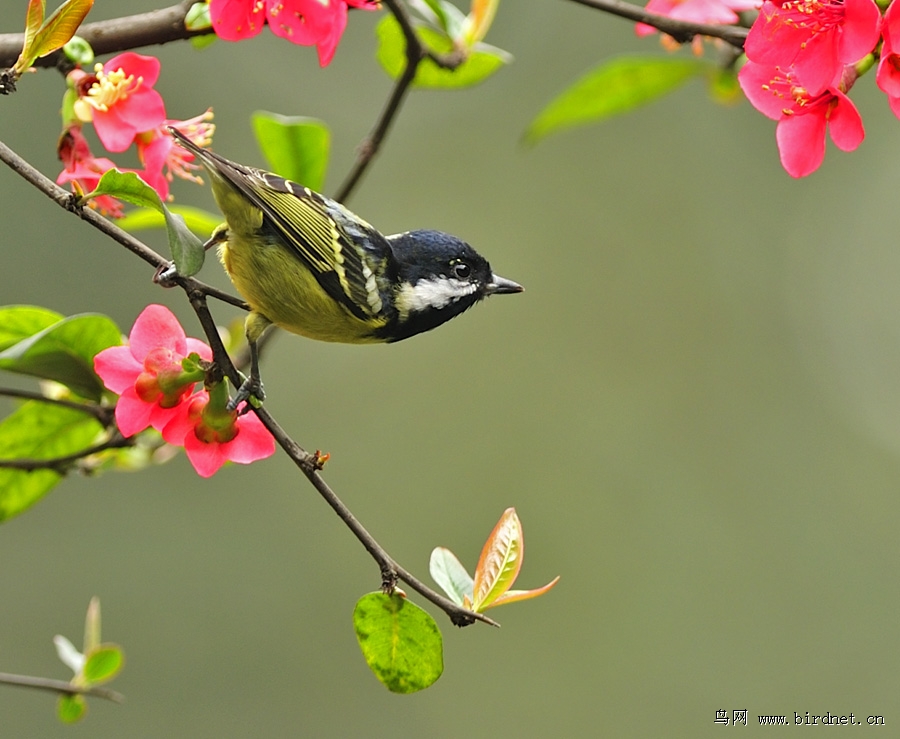 小鸟与海棠花精美花鸟图大连红隼