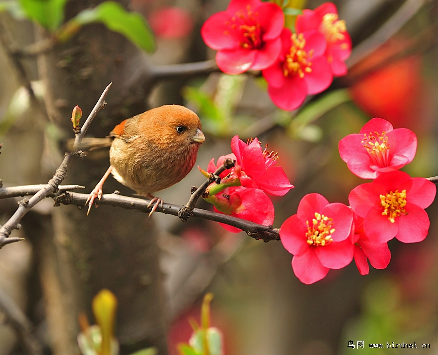 小鸟与海棠花精美花鸟图大连红隼