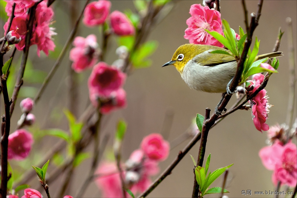 桃花与绣眼鸟