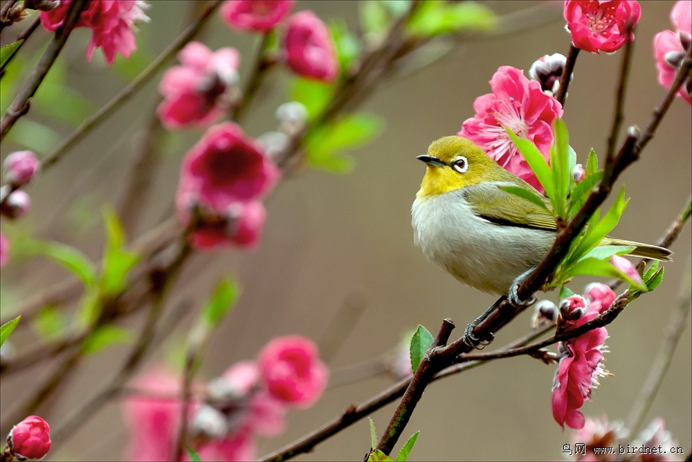 桃花与绣眼鸟