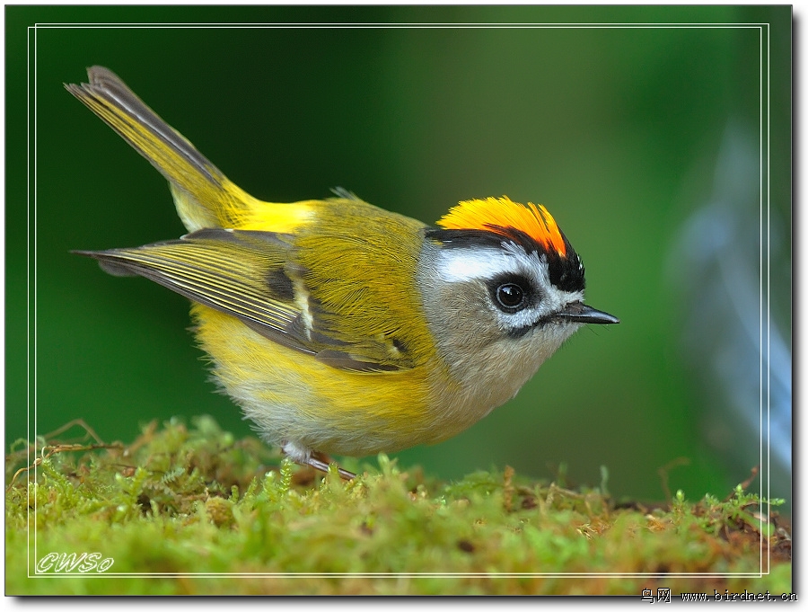 火冠戴菊taiwanfirecrest愤怒鸟