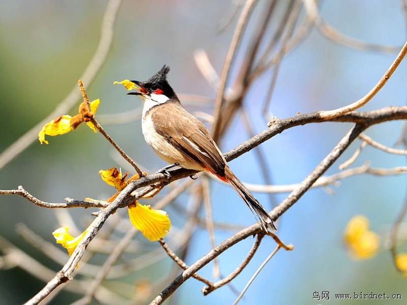 [美丽的红颊鹎鸟]