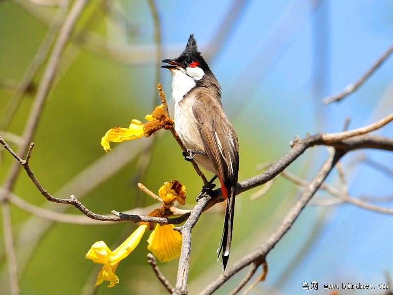 [美丽的红颊鹎鸟]