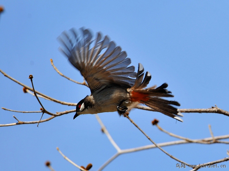 [美丽的红颊鹎鸟]