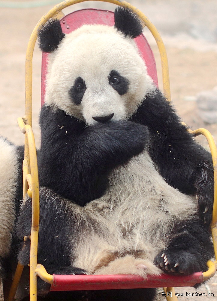 熊猫宝贝