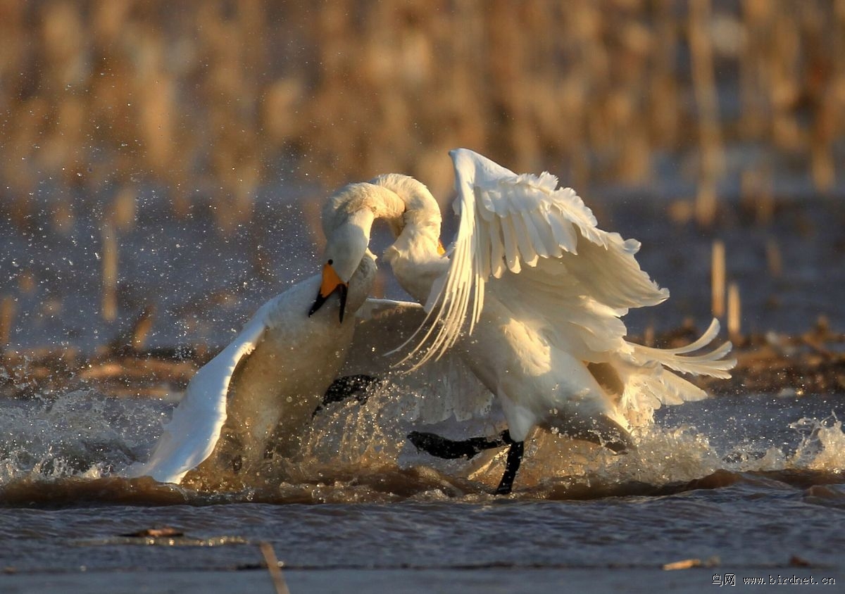 打斗中的北票天鹅 - 辽宁版 liaoning 鸟网