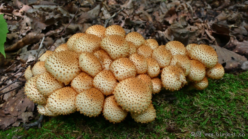 黑龙江野生蘑菇种类图片