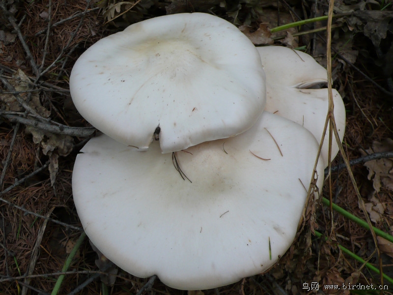 牡丹江森林中可食用的野生蘑菇部分