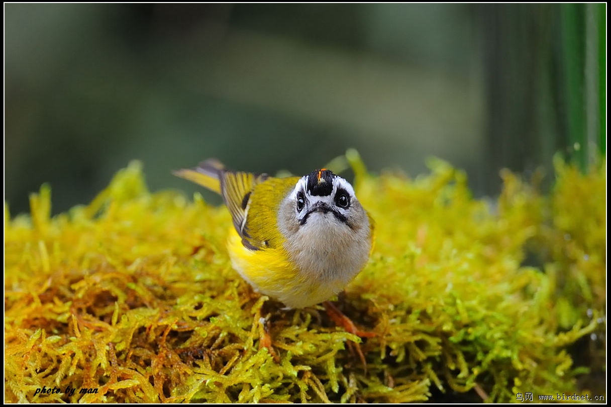 火冠戴菊火冠戴菊