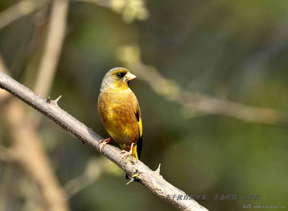 金翅雀左看右看 - 林鸟版 鸟网