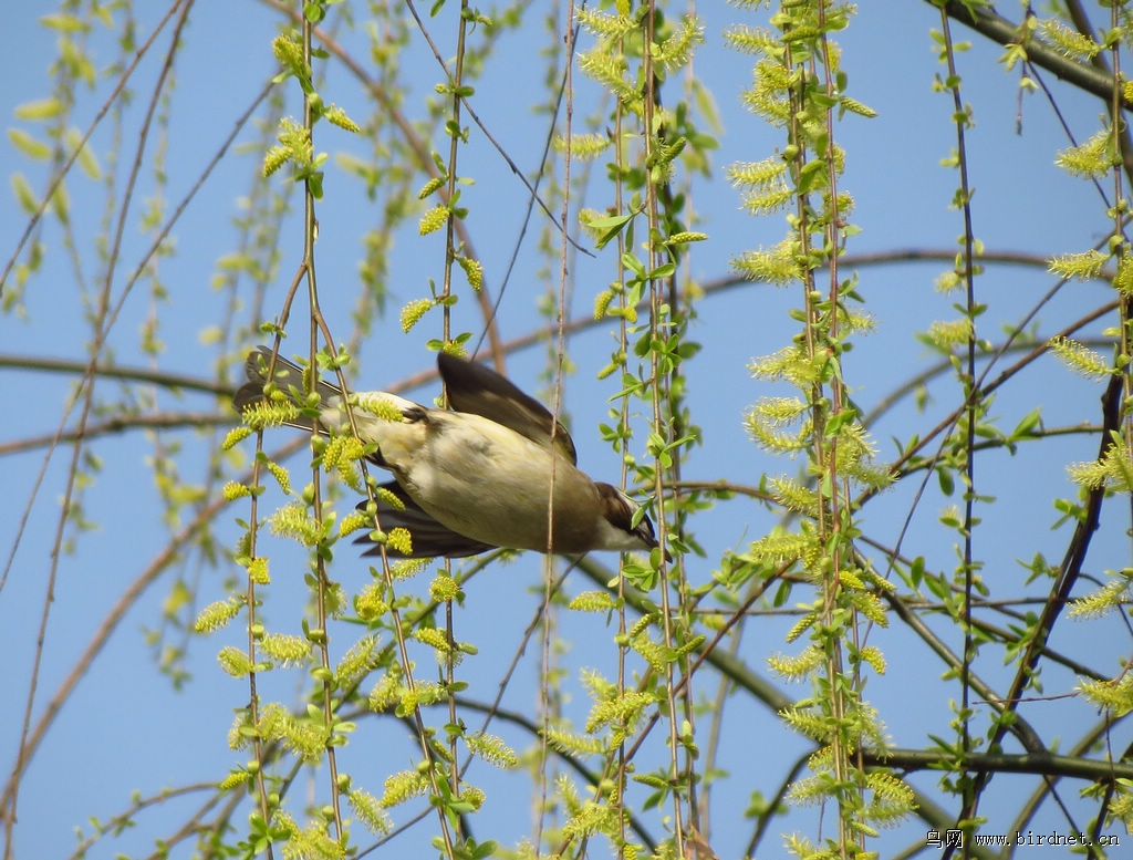 柳条上的鸟