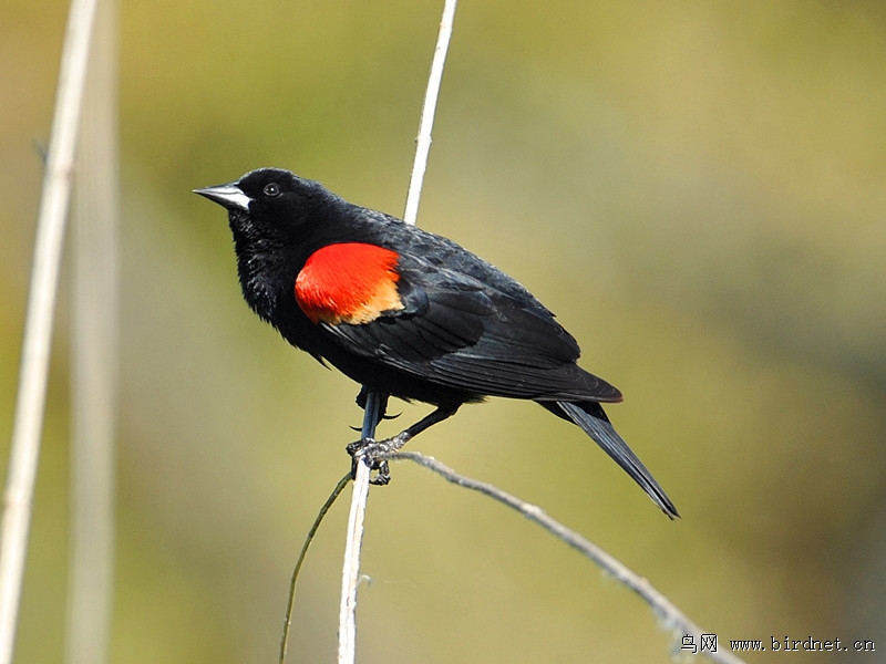 红翅黑鹂鸟