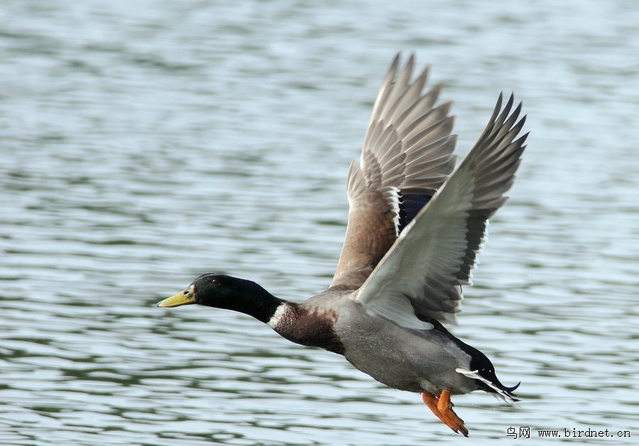 绿头大鸭飞起来了