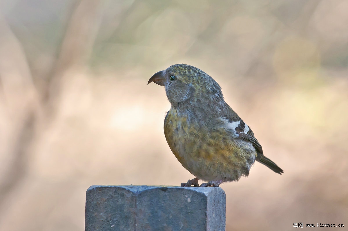 白翅交嘴鸟挺漂亮的