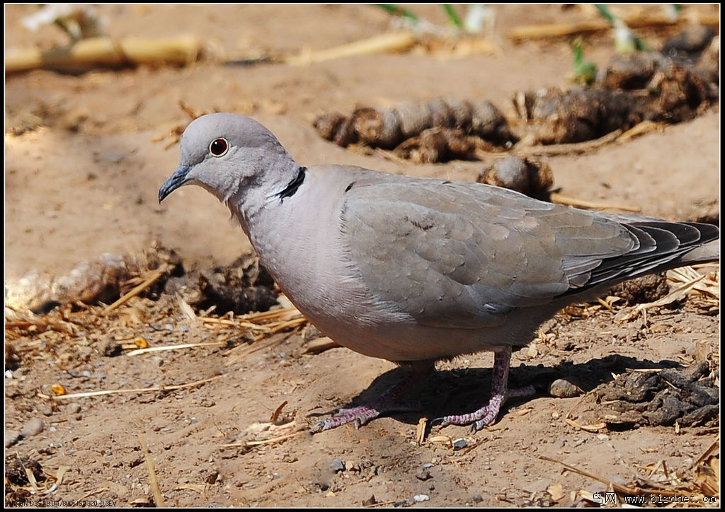 一組灰斑鳩