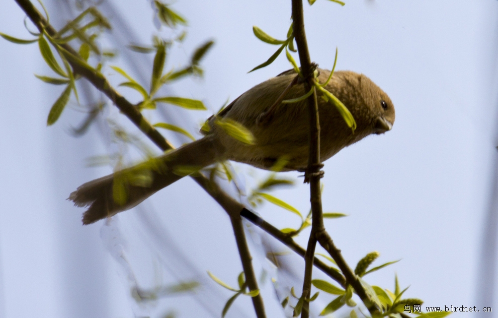 树上小鸟啼 86594607813553.jpg