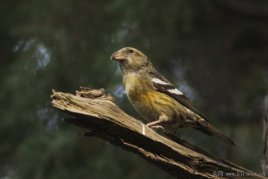树枝上的白翅交嘴雀