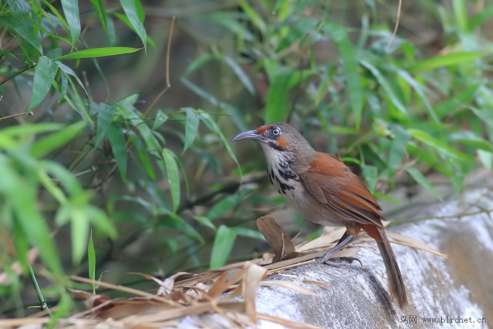 斑胸钩嘴鹛大弯嘴画眉