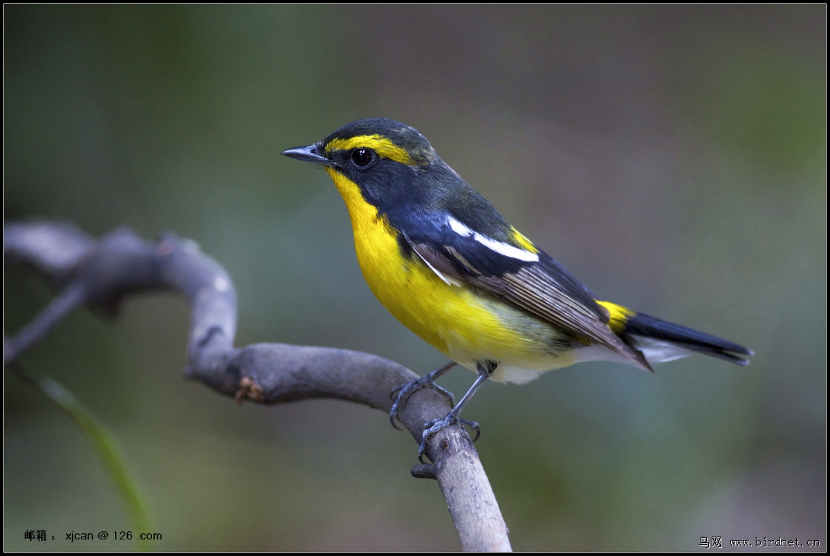 黄眉姬鹟ficedulanarcissina201203候鸟记录