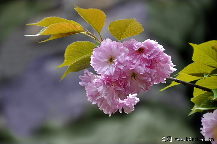 重瓣的樱花