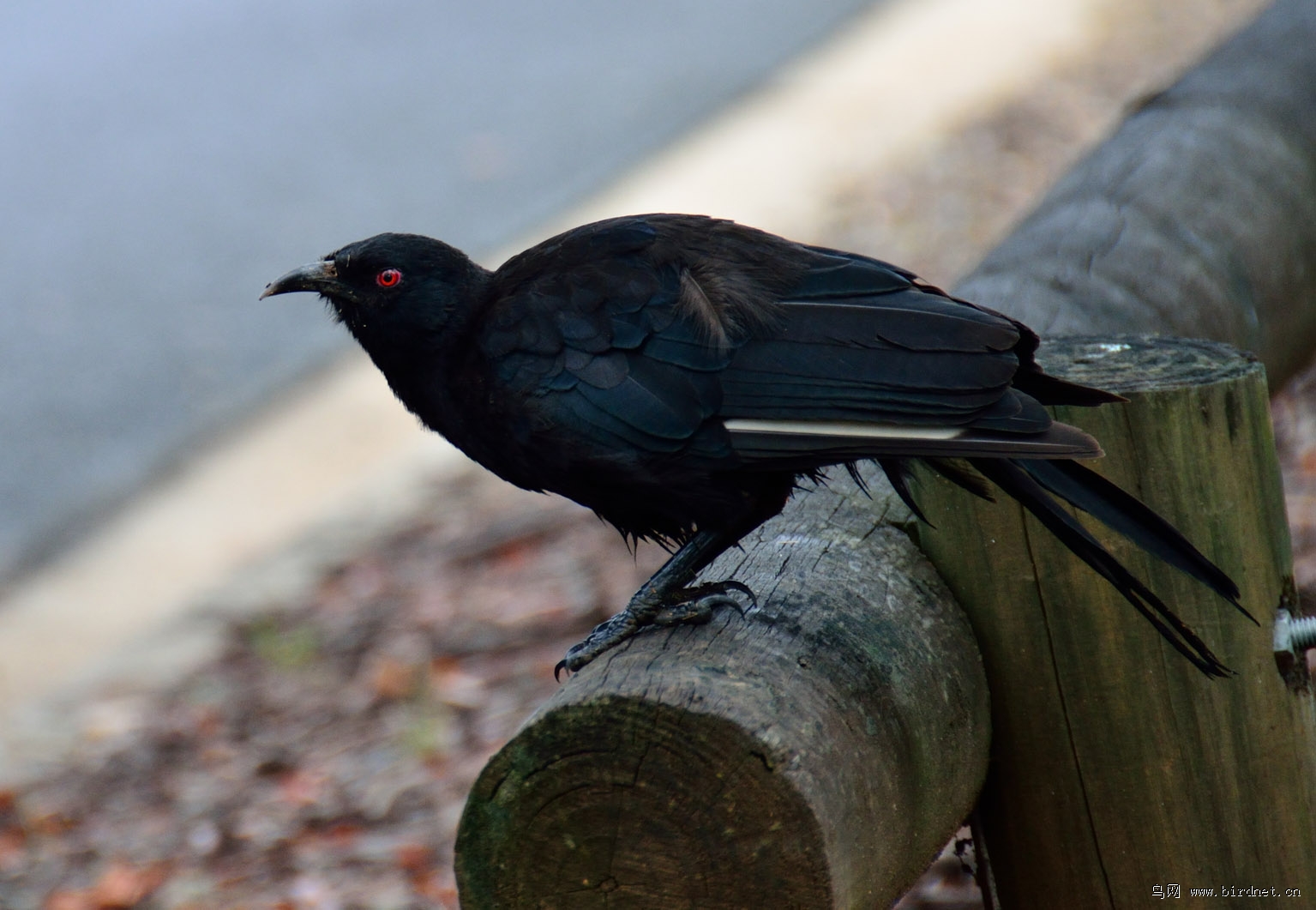 鸟类红色名录之白翅澳鸦