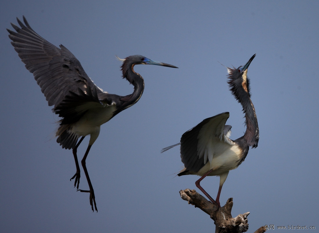 辽宁版2012年第一季度荣获鸟网首页精华图片集锦