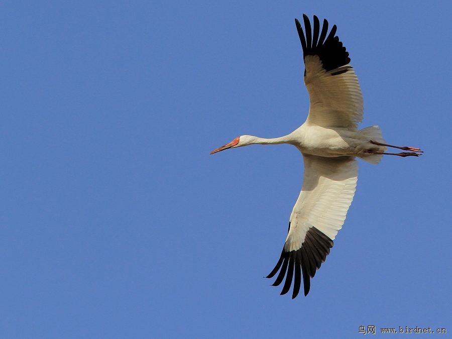 展翅飞翔 白鹤