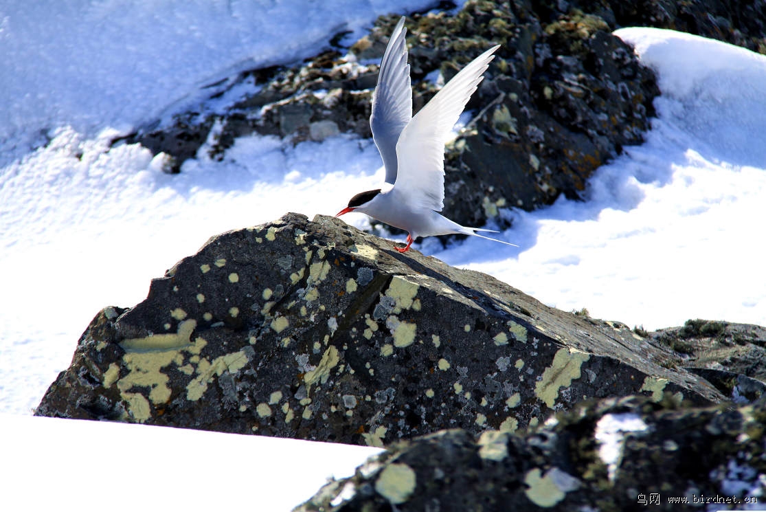 南极雪燕