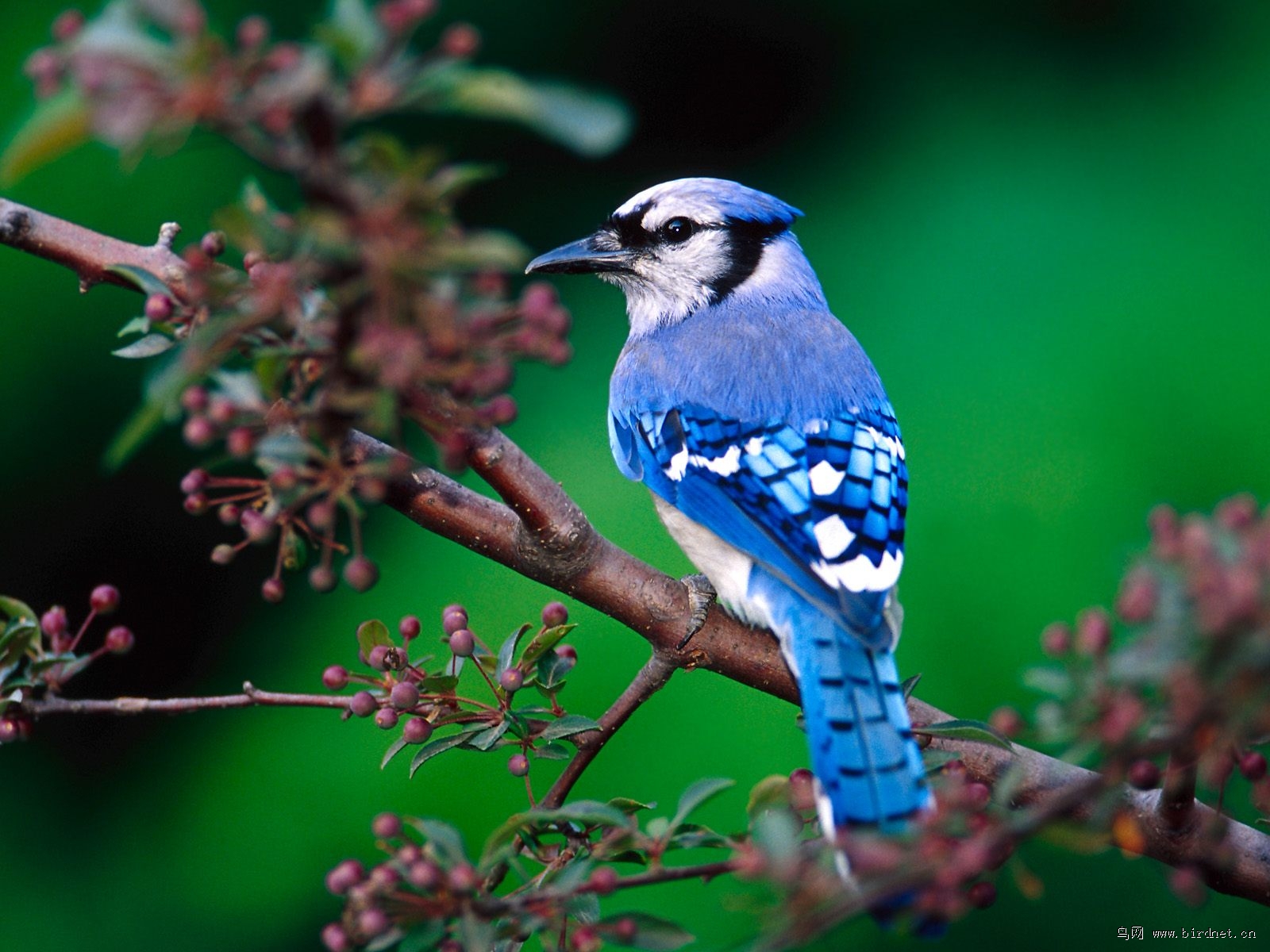 请教老师们这种蓝色的鸟叫什么呢,非常感谢