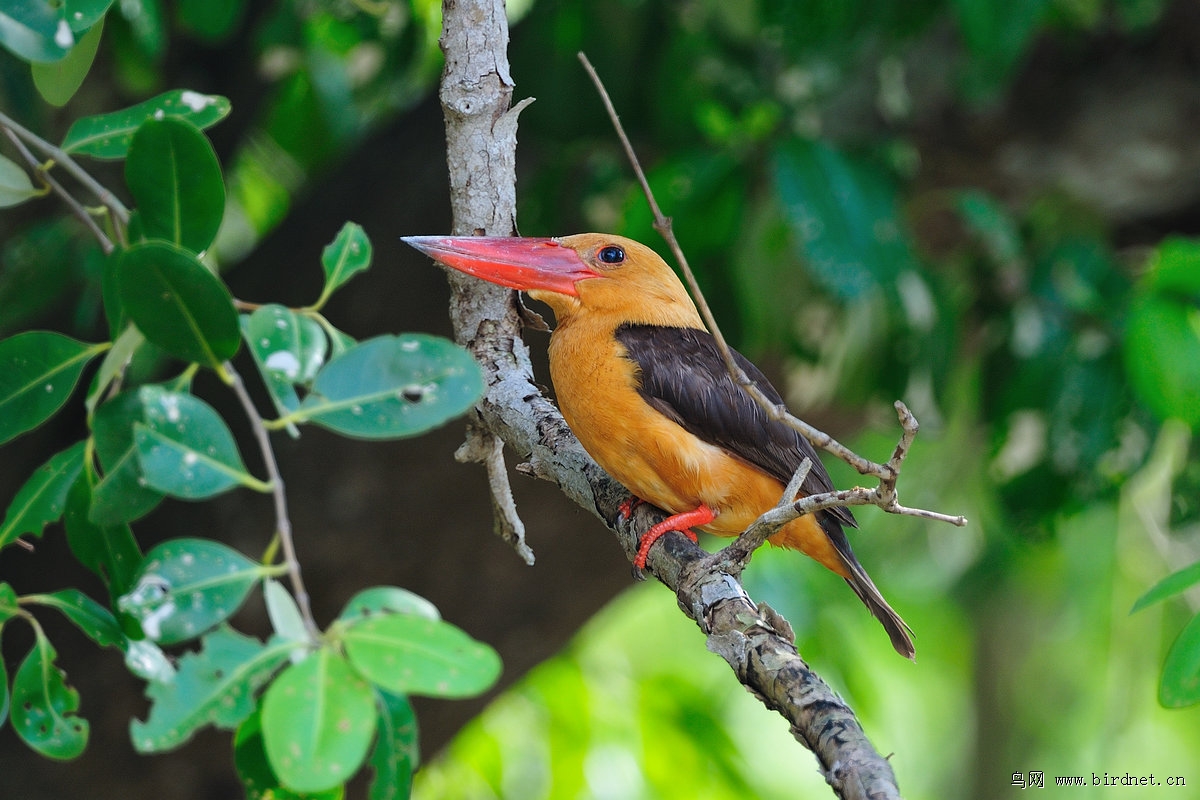 �ֳ��������