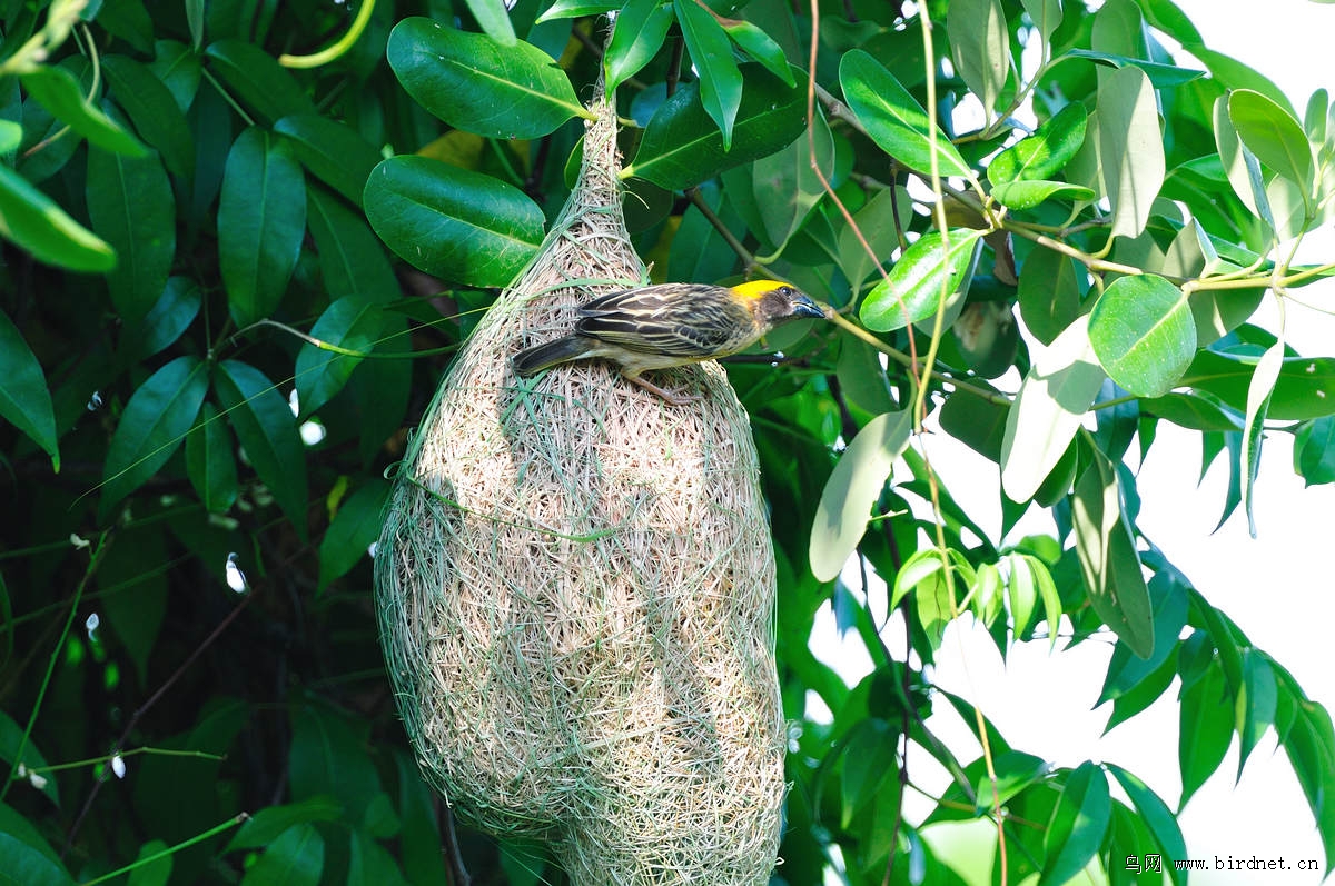 ����֯����