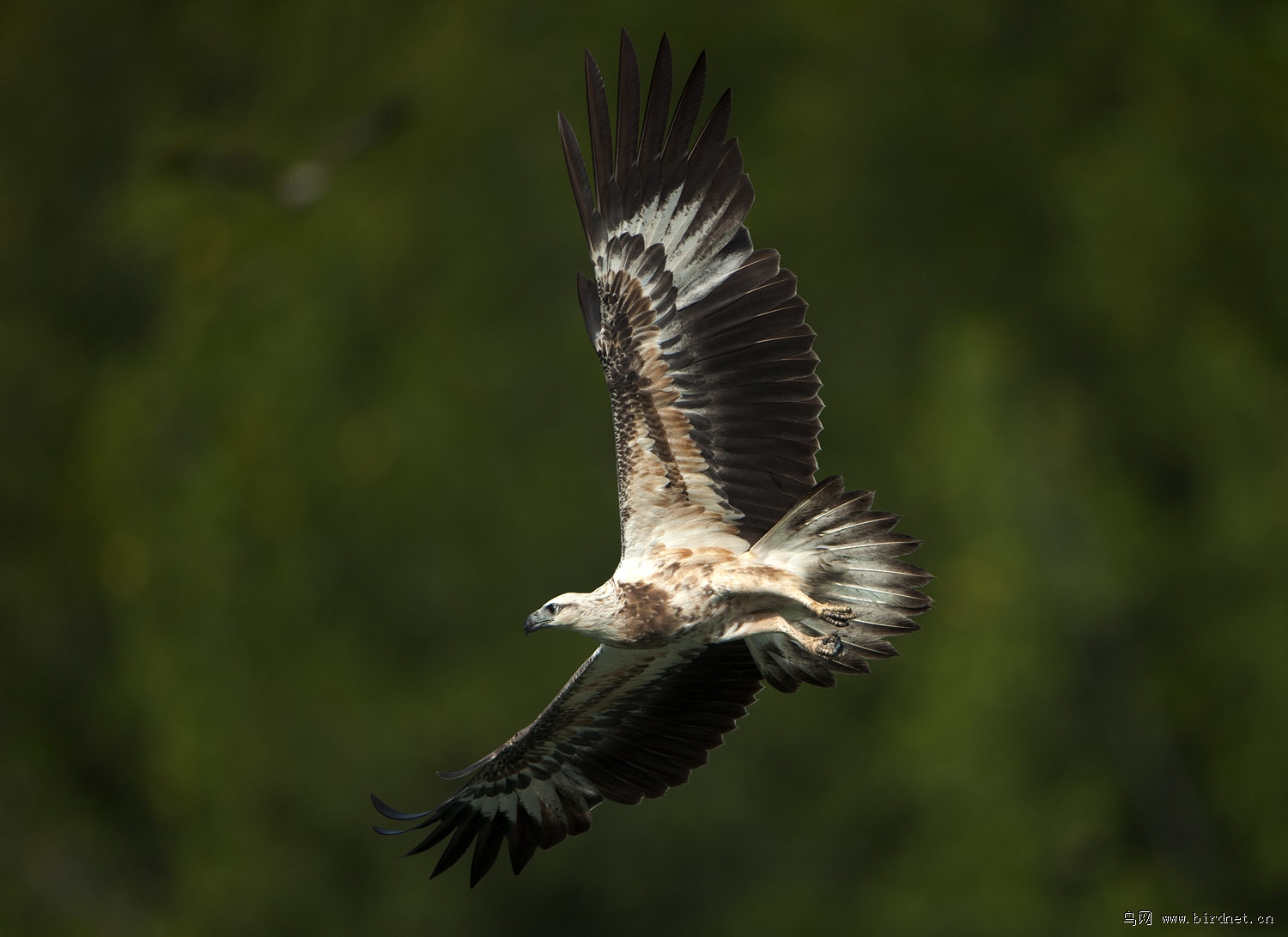 白腹海雕飞行之美
