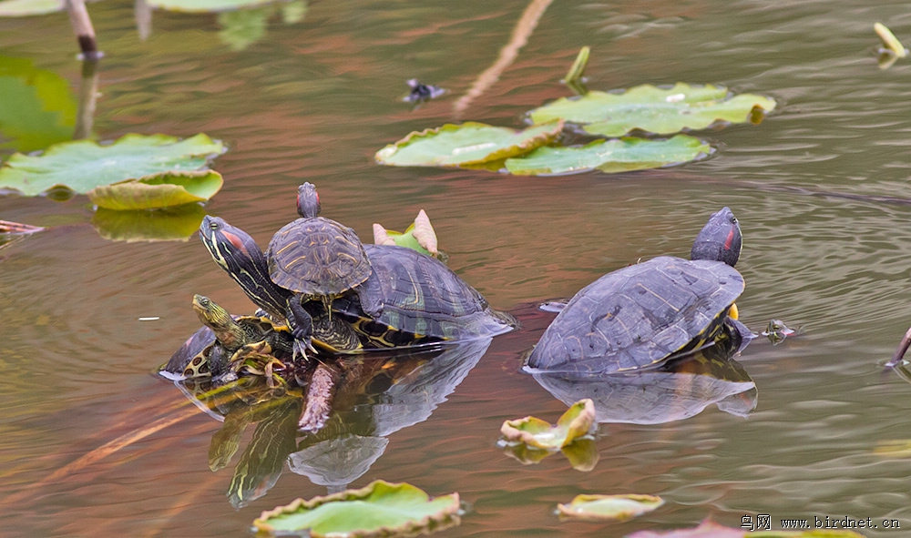巴西龟--世界最危险入侵物种之一