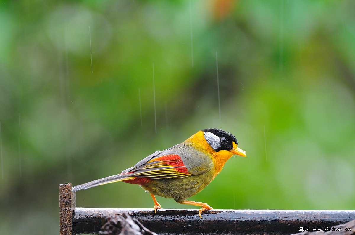 ������˼��