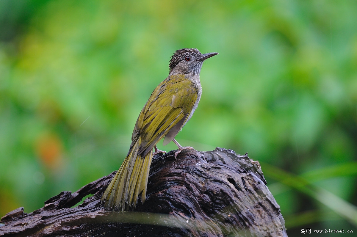 �̱��̽��ǣ�