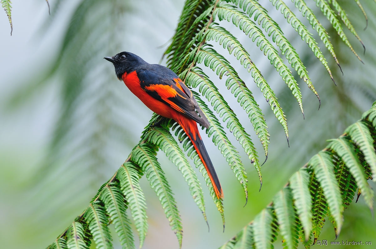 ���ɽ�����ۣ�