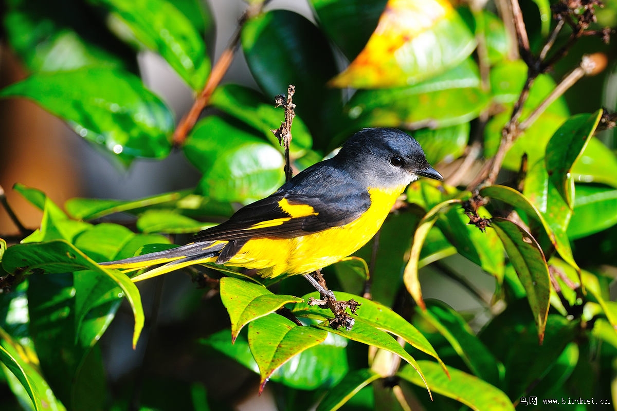 ���ɽ���񣨴ƣ�