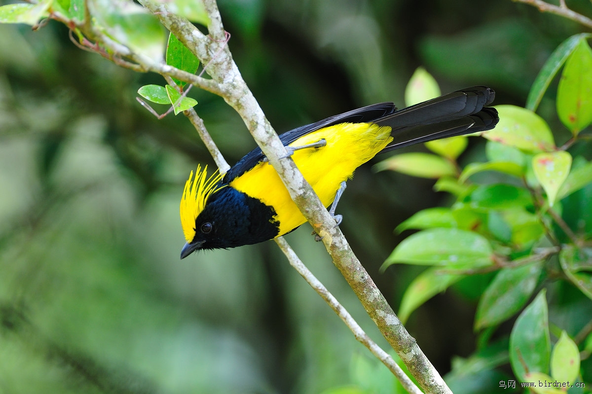 ��ȸ���ۣ�