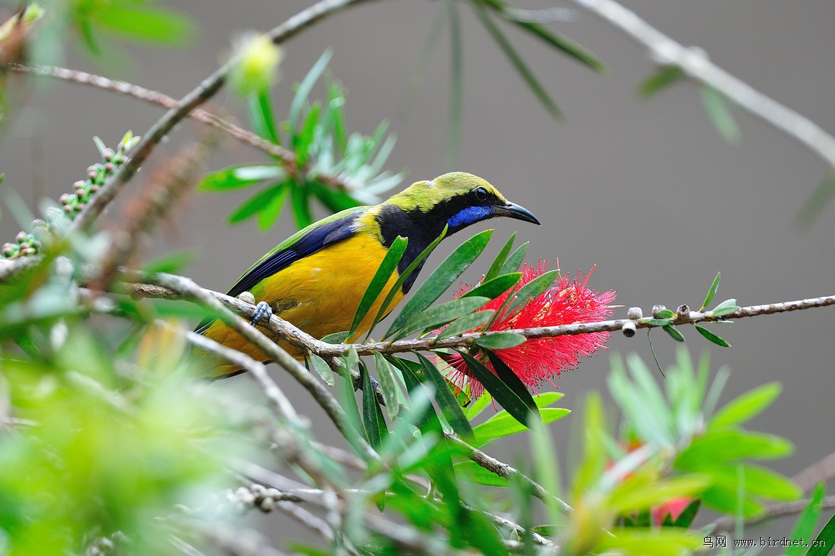 �ȸ�Ҷ�ǣ��ۣ�