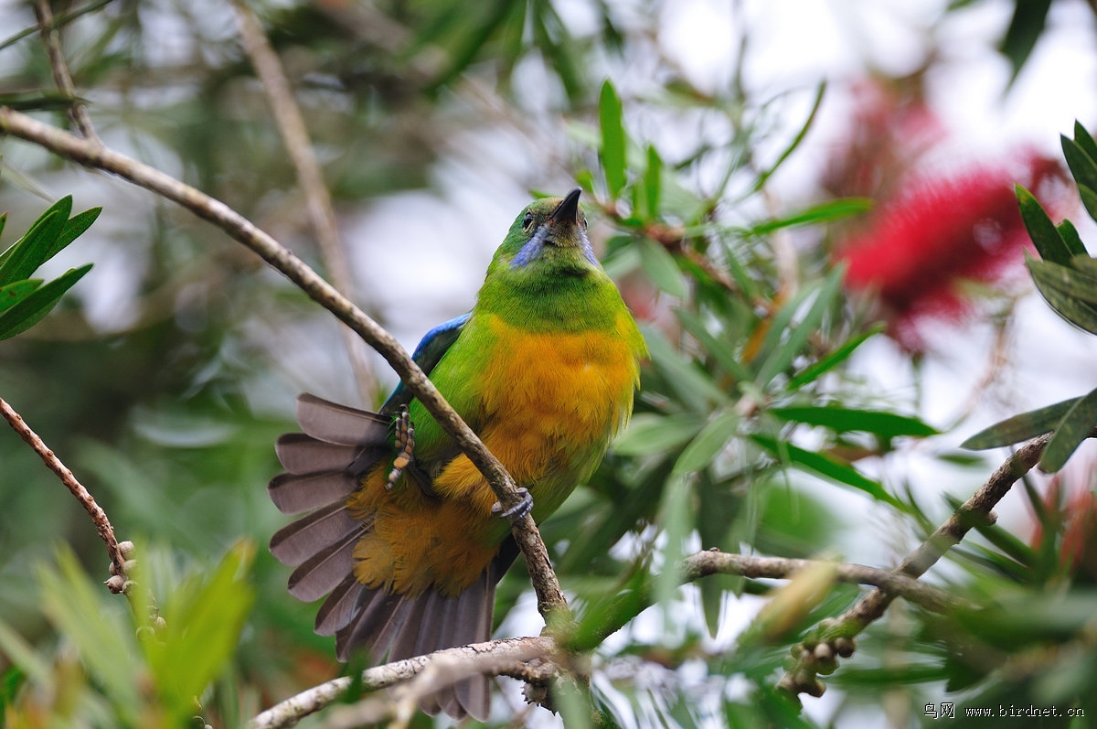 �ȸ�Ҷ�ǣ��ƣ�