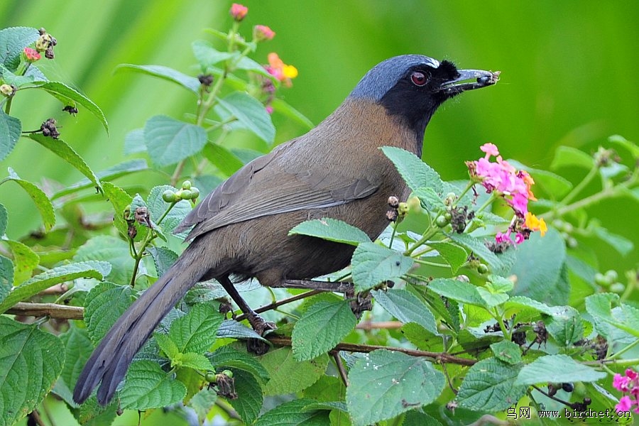 黑喉噪鹛吃花籽的黑喉噪鹛