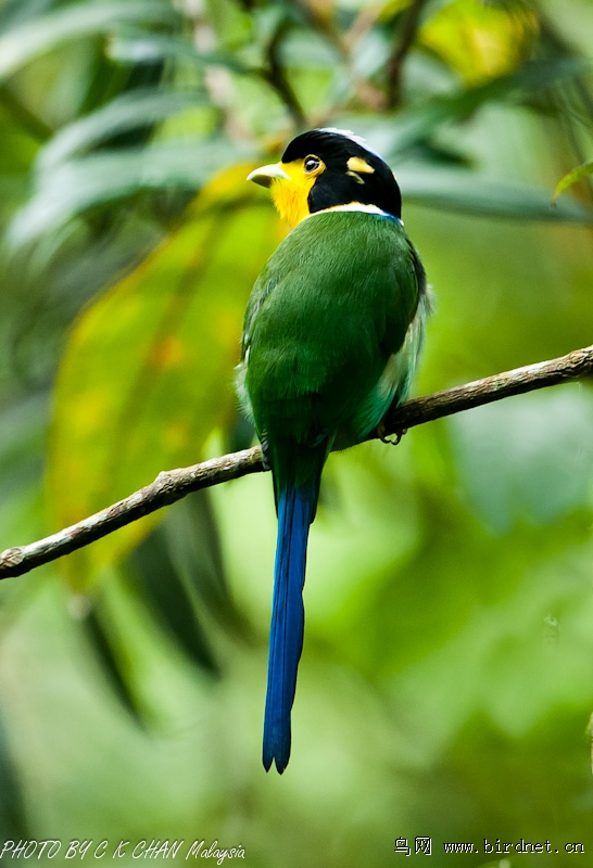 福隆港的长尾阔嘴鸟