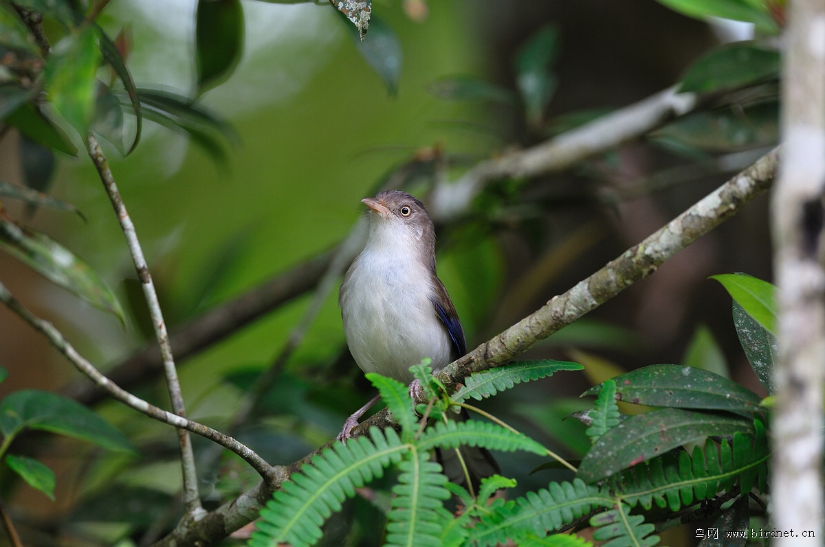 ����ϣ��