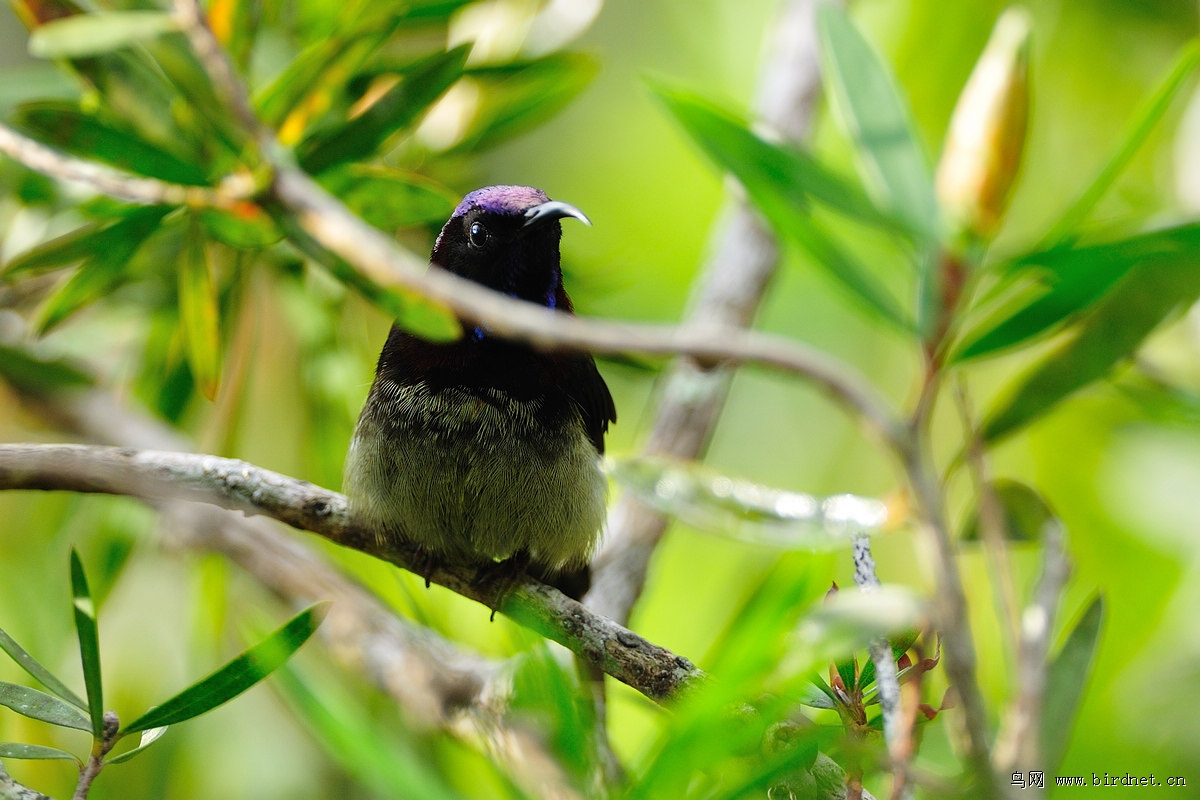 ����̫����