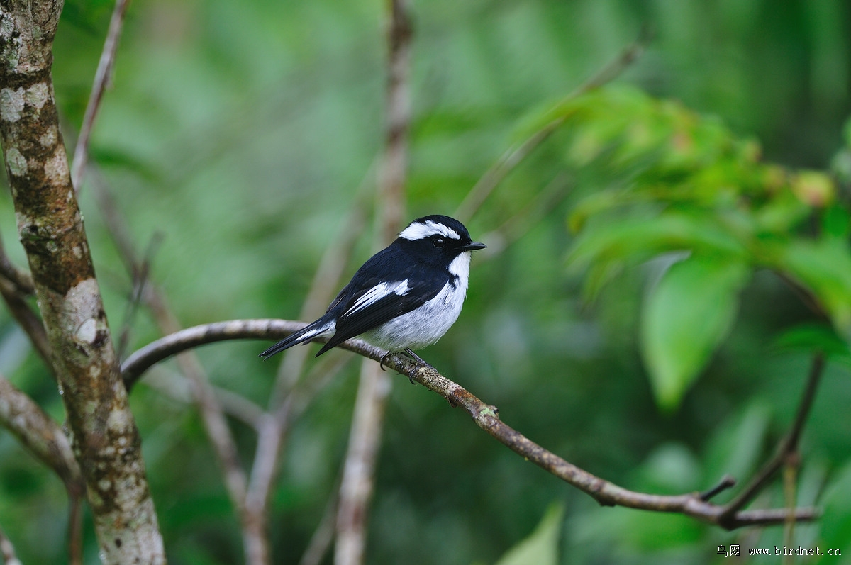 С�߼��l���ۣ�