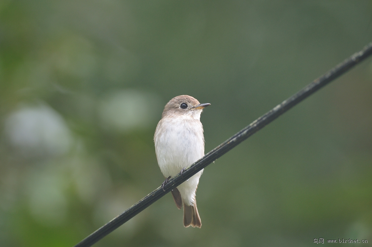 С�߼��l���ƣ�