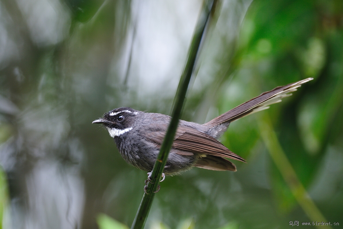 �׺���β�l