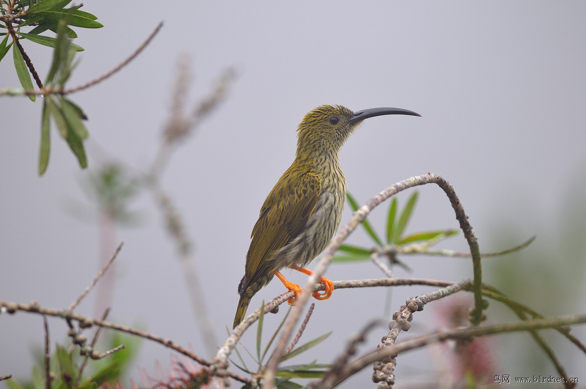 �Ʊ�������