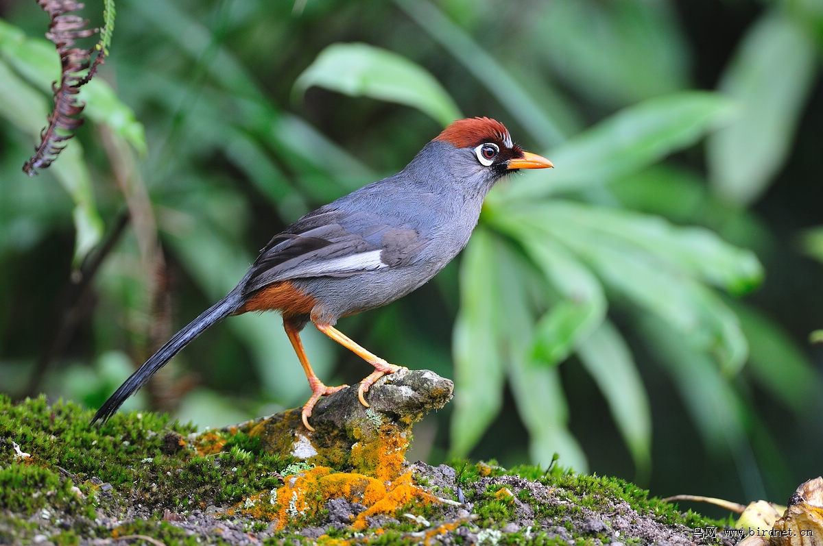 ��ͷ����