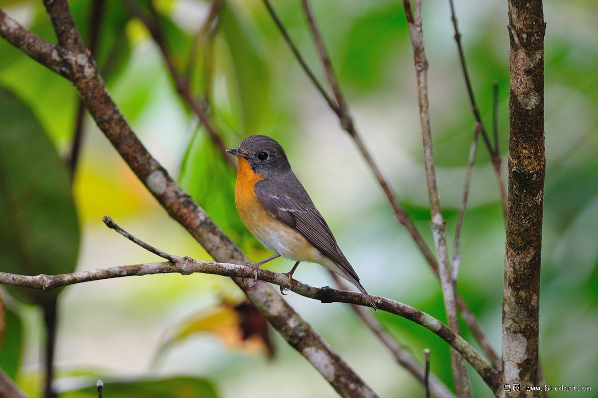 𶼧�O����